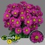 product/img.ozexport.nl/LCHRMEM-LIVE_fotos-0x701FBEA9D4B4AD18BBE0DB7705C7EBBCA9D2BF9E.jpg
