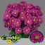 product/img.ozexport.nl/LCHRMEM-LIVE_fotos-0xE6073AC9BB75DF1DBA66A1ED67E78F2F69DB1B98.jpg