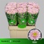 product/img.ozexport.nl/LCHRSANROS-LIVE_fotos-0xCA6D42E07F9C63C088348E9164706AFCF454B48D.jpg