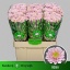 product/img.ozexport.nl/LCHRSANROS-LIVE_fotos-0xCE9BA07A5EF0D0C45C112865FD08F2B5F99627AB.jpg