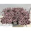product/img.ozexport.nl/LCHRSANSWE-LIVE_fotos-0xDE1F590A55B123319C0FBFBA667B5428D1857818.jpg