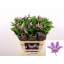 product/img.ozexport.nl/LCLEAMAL6-LIVE_fotos-0x291611233D2043CF9924F72B8D2346A04FAABA46.jpg