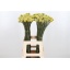 product/img.ozexport.nl/LCRA7-LIVE_fotos-0x3C04608C07F8B5F5F3E8FCA280516CE8E7A2D175.jpg