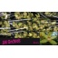 product/img.ozexport.nl/LCYM6BON-LIVE_fotos-0x0AE4CBB0E40C9C945817ADA4DDC5D3DC7B53E842.jpg