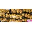 product/img.ozexport.nl/LCYM6EST-LIVE_fotos-0xE107C8CB55C4FBCB3128D24B339B35319BE314FA.jpg