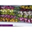 product/img.ozexport.nl/LCYMMIN6-LIVE_fotos-0x754B8042CB52DCA66B2999306779B11F2AFE8B61.jpg