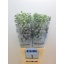 product/img.ozexport.nl/LDELGUALAV8-LIVE_fotos-0xA46CA5B46CDFFEA1E8B935B93AFE71B98F0D61BF.jpg