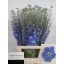 product/img.ozexport.nl/LDELMORL100-LIVE_fotos-0xCF26943BD00C18A35A6304C46EE8788930980C06.jpg