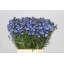 product/img.ozexport.nl/LDELNEDD5-LIVE_fotos-0xB2BA7E4CB0440A52FD83F41863FA934CE8D167DB.jpg