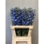 product/img.ozexport.nl/LDELSKYB9-LIVE_fotos-0x6F59605D81696636FF1714518A4292C1859D1CE5.jpg