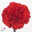 product/img.ozexport.nl/LDIADONP-ART_fotos-VBN100000-vbn103877.jpg