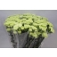 product/img.ozexport.nl/LDIAGOB-ASSORTI_fotos-TOSFLO-Dianthus st goblin.jpg