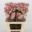 product/img.ozexport.nl/LDIALADS-LIVE_fotos-0xB3805898D0890DB3EE3E324BF97418963FC77228.jpg