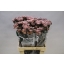 product/img.ozexport.nl/LDIAMOLLAV-ASSORTI_fotos-MVA-Dianthus st paint molly brown.jpg