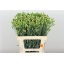 product/img.ozexport.nl/LDIASPAME-LIVE_fotos-0x317D845CEBC9DB5F981A7C18918E24C241B99D25.jpg