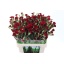 product/img.ozexport.nl/LDIASPCHA-LIVE_fotos-0x4FEE88AEDCB15B0C389CC2CF88D9DAD2DF2E07EB.jpg