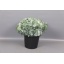 product/img.ozexport.nl/LEUCCIN4-LIVE_fotos-0xE5C628D546A8B88D2659D560FE7E7CC51B1251AC.jpg