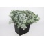 product/img.ozexport.nl/LEUCCIN4-LIVE_fotos-0xF607DFC8DFE6AB33DB2EE77921783D7AD399E613.jpg