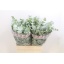 product/img.ozexport.nl/LEUCCIN6-LIVE_fotos-0xFAA84FF0F2B0A1EFEE8616D4033C906659403B10.jpg