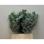 product/img.ozexport.nl/LEUCCIN65-LIVE_fotos-0x023C11A16A40A87F35D73B31C122C5BD1F37CA80.jpg