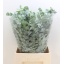 product/img.ozexport.nl/LEUCCIN65-LIVE_fotos-0xB35D6CAEA528E8E52F83BDBB76540FF23D691B92.jpg
