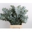 product/img.ozexport.nl/LEUCCIN65-LIVE_fotos-0xD3CFD0854D2898EA336B1110393BF589567A20DA.jpg