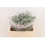 product/img.ozexport.nl/LEUCGLO5-LIVE_fotos-0xBB0CCC9672D7858CA4BDDFA61B08D6E48729E1D2.jpg