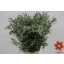 product/img.ozexport.nl/LEUCPAR7-ASSORTI_fotos-Magnet-Blad eucalyptus parvifolia 200gr.JPG