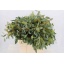 product/img.ozexport.nl/LEUCPOL65M-LIVE_fotos-0xD6C35FBC0B445840C9201A18081A1C9C07C5BECA.jpg