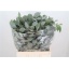 product/img.ozexport.nl/LEUCPOL7-LIVE_fotos-0xAE84CE3A2D5CFC763F461347AC8EB6104A86C253.jpg
