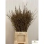 product/img.ozexport.nl/LFOR5-LIVE_fotos-0xF7B50185E56091B72B538D73C379D839DDDB42BC.jpg