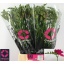 product/img.ozexport.nl/LFREPURR-LIVE_fotos-0xF9868DA4F372464F1A5EC9AF1C1B899874BCA2ED.jpg