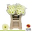product/img.ozexport.nl/LGERMOOK-LIVE_fotos-0xF32751268BCE0811C8B93A3D7E28CF8C2F1340AB.jpg