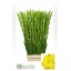 product/img.ozexport.nl/LGLABAN-LIVE_fotos-0x378B1671E168211D78A0DEFB2CE2ED08AE9B02D6.jpg