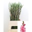product/img.ozexport.nl/LGLACAN-LIVE_fotos-0x4F81312F4A4BC04D78831207EB234F3D15AB1DC5.jpg
