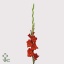 product/img.ozexport.nl/LGLACHI-ART_fotos-VBN10000-vbn11245.jpg