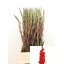 product/img.ozexport.nl/LGLACHI-LIVE_fotos-0xC84BDDB88E51C5C31C46D7EE6AA25DFC6730DC62.jpg