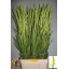 product/img.ozexport.nl/LGLAMOZ-LIVE_fotos-0x1E932AF74282D6BD16C89ACF8466F9B23CD489EB.jpg