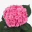 product/img.ozexport.nl/LHORADO8-ART_fotos-VBN110000-vbn117469.jpg