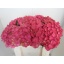 product/img.ozexport.nl/LHORGLOALP7-LIVE_fotos-0xA735D975EAEB721F34FE68B39464FEAEC2FA99D6.jpg