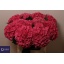 product/img.ozexport.nl/LHORGLOALP7-LIVE_fotos-0xD78D22D4B7445A1D5A938C3D7AE094488A4ABAFD.jpg