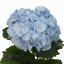 product/img.ozexport.nl/LHORLOLPB8-ART_fotos-VBN100000-vbn107415.jpg