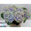 product/img.ozexport.nl/LHORMAGAM6-LIVE_fotos-0x797AC14E2B00B83547A409EF5415B9159ED87777.jpg