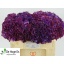 product/img.ozexport.nl/LHORMAGR5-LIVE_fotos-0x139029CC9099E947DCC7CDD994ADBB04EA2D6D6A.jpg