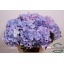 product/img.ozexport.nl/LHORMARSB6-LIVE_fotos-0x780A54E0970A46BBD4CD602A98A14716B3A4FA68.jpg