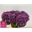 product/img.ozexport.nl/LHORMONAP8-LIVE_fotos-0xFA64E5E498E2FA05B36D0D03D87E5F8A7BE9F445.jpg