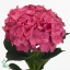 product/img.ozexport.nl/LHORRORE6-ART_fotos-VBN100000-vbn103391.jpg