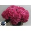 product/img.ozexport.nl/LHORRORE6-LIVE_fotos-0xBB7A396E79C93CC3D4B0085A1DC3C886FFD3719A.jpg