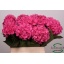 product/img.ozexport.nl/LHORRORE6-LIVE_fotos-0xF63E80DCACDABB0ECEBB82D6A6C7B6AB8B8DFE9E.jpg