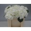 product/img.ozexport.nl/LHORSCH55-LIVE_fotos-0xD92BDBFD8175FB6D5F40A270DD7BD2A3E5A2EDA7.jpg